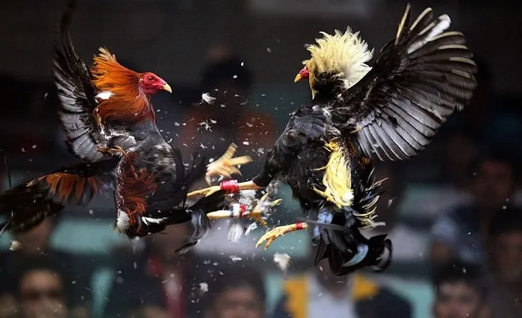 Hướng Dẫn Chi Tiết Cách Chơi Đá Gà Sabong Tại 188Bet 2025 2 Hướng Dẫn Chi Tiết Cách Chơi Đá Gà Sabong Tại 188Bet 2025