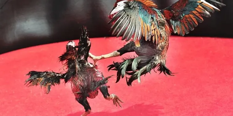 Hướng Dẫn Chi Tiết Cách Chơi Đá Gà Sabong Tại 188Bet 2025 1 Hướng Dẫn Chi Tiết Cách Chơi Đá Gà Sabong Tại 188Bet 2025