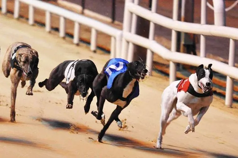 Hướng Dẫn Chi Tiết Cách Chơi Game Đua Chó Nhanh Tại 188Bet 2 Hướng Dẫn Chi Tiết Cách Chơi Game Đua Chó Nhanh Tại 188Bet