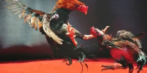 Hướng Dẫn Cách Chơi Đá Gà WS168 Tại 188Bet Chi Tiết Nhất 1 Hướng Dẫn Cách Chơi Đá Gà WS168 Tại 188Bet Chi Tiết Nhất